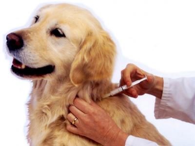 Imagem mostra cão recebendo dose de insulina 