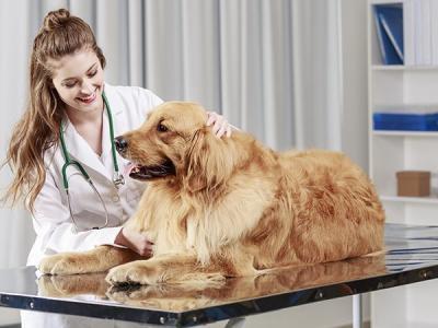 A imagem mostra uma médica veterinária com um cachorro