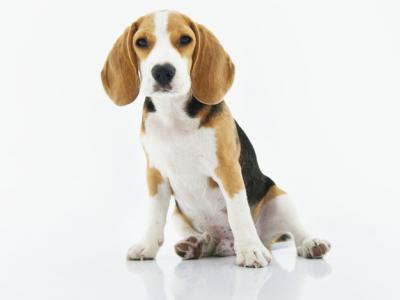 Imagem mostra cachorro beagle sentado