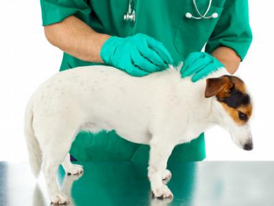 Imagem mostra veterinários com cachorro