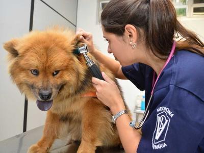 Imagem mostra cachorro sendo examinado por veterinária