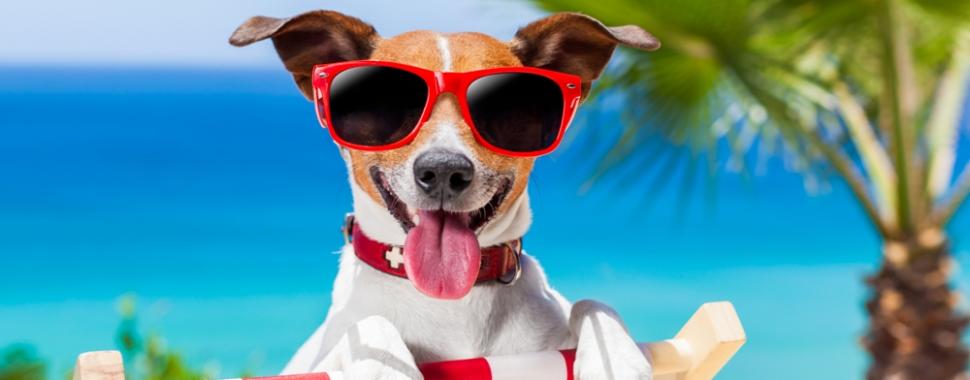 Confira estas dicas para o seu pet passar o verão com saúde