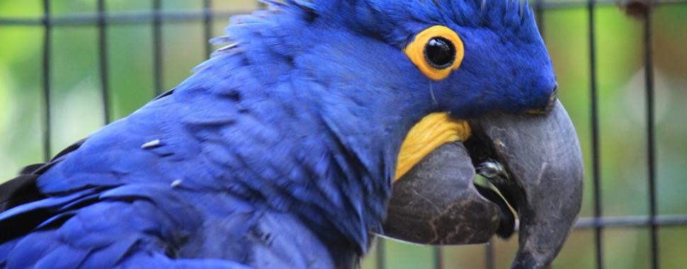 Ararinha Azul é um dos pássaros mais ameaçados. Foto: Pixabay