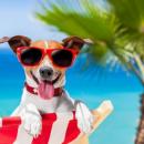 Confira estas dicas para o seu pet passar o verão com saúde