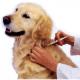 Imagem mostra cão recebendo dose de insulina 