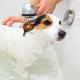Imagem mostra cão durante o banho 