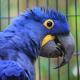 Ararinha Azul é um dos pássaros mais ameaçados. Foto: Pixabay