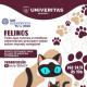 Evento explica como manter a saúde e o bem-estar dos gatos 